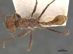 Ocymyrmex hirsutus Forel 1910 resmi