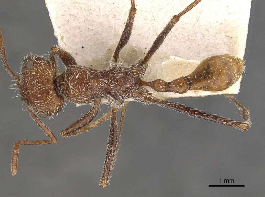 Image of Ocymyrmex hirsutus Forel 1910