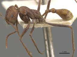 Image of Ocymyrmex hirsutus Forel 1910