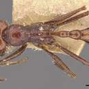 Image of Ocymyrmex laticeps Forel 1901