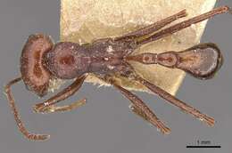 Ocymyrmex laticeps Forel 1901 resmi