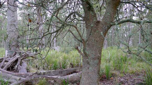 Image of Banksia integrifolia subsp. monticola K. R. Thiele