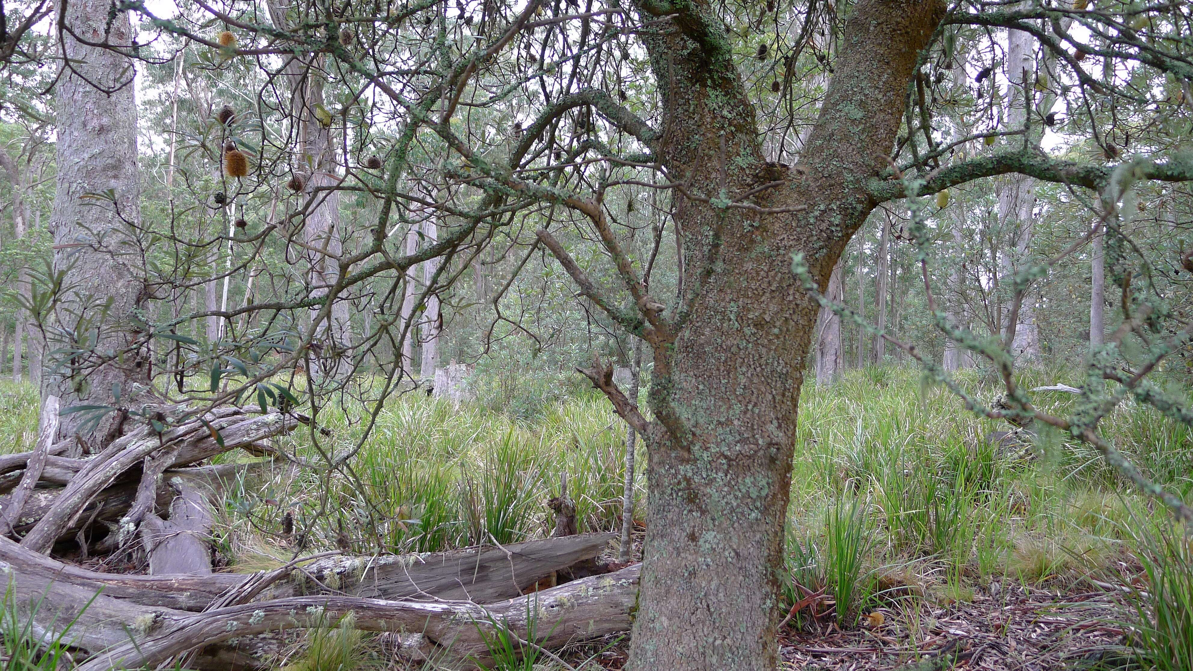 Image of Banksia integrifolia subsp. monticola K. R. Thiele