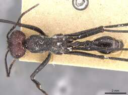 Imagem de Ocymyrmex picardi Forel 1901