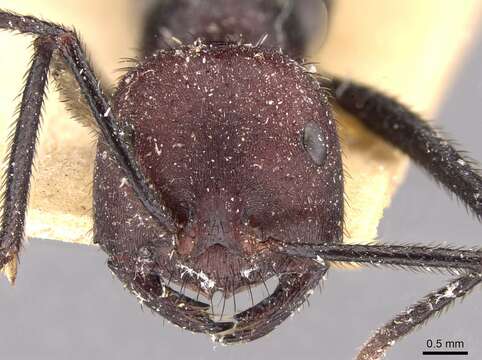 Imagem de Ocymyrmex picardi Forel 1901