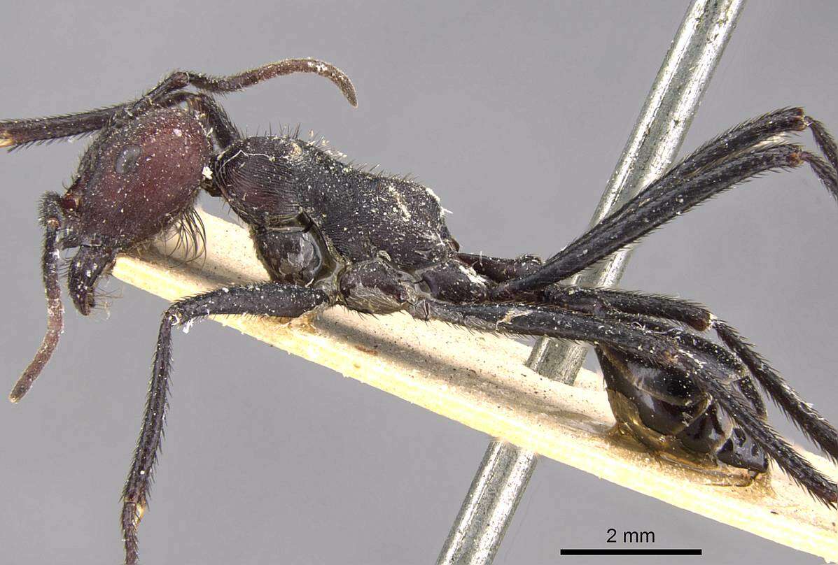 Imagem de Ocymyrmex picardi Forel 1901