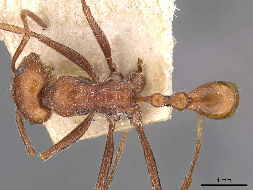 Ocymyrmex micans Forel 1910 resmi