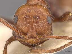 Ocymyrmex micans Forel 1910 resmi