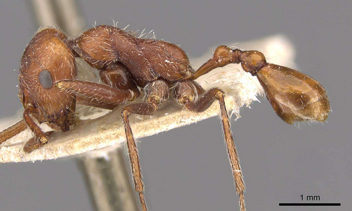 Ocymyrmex micans Forel 1910 resmi