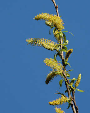 Image of coastal plain willow