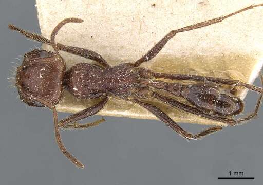 Ocymyrmex fortior Santschi 1911 resmi