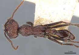 Ocymyrmex weitzeckeri Emery 1892 resmi