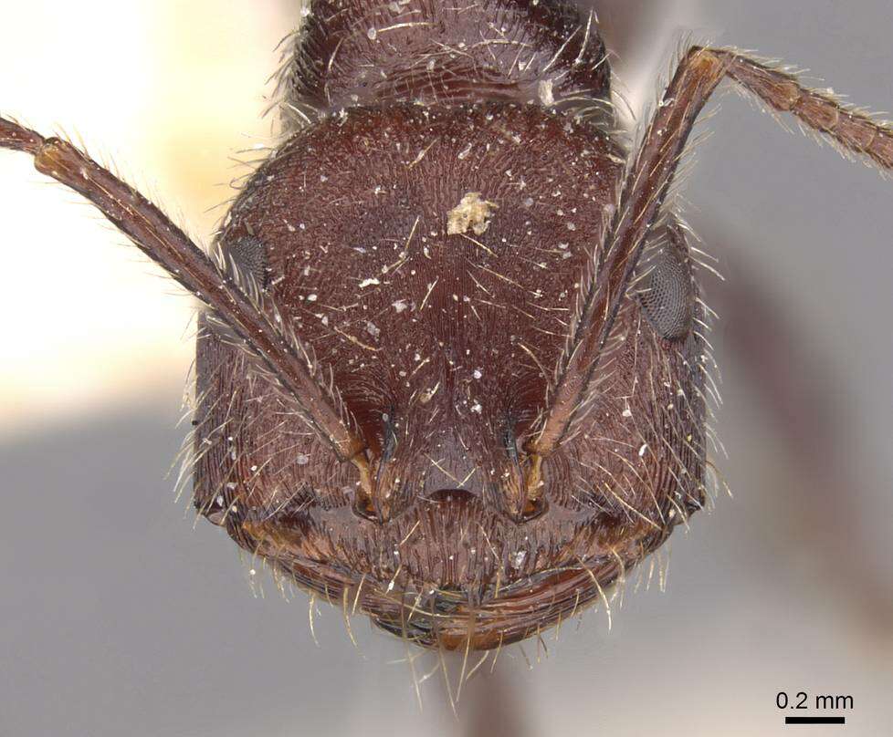 Ocymyrmex weitzeckeri Emery 1892 resmi