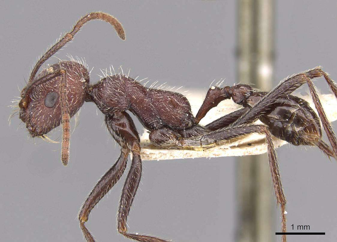 Ocymyrmex weitzeckeri Emery 1892 resmi