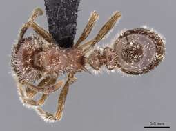 Image of Tetramorium gabonense (Andre 1892)