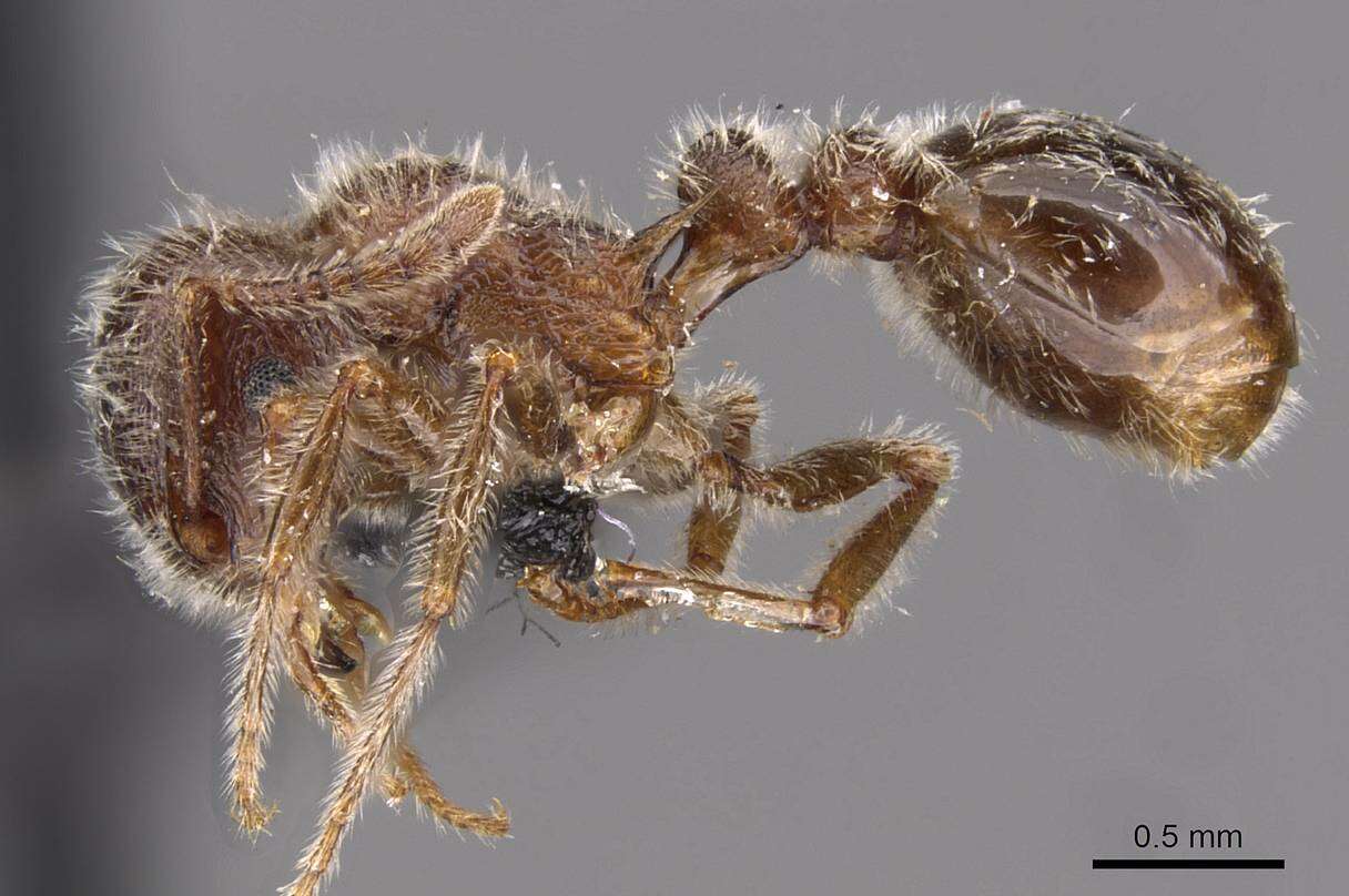 Image of Tetramorium gabonense (Andre 1892)