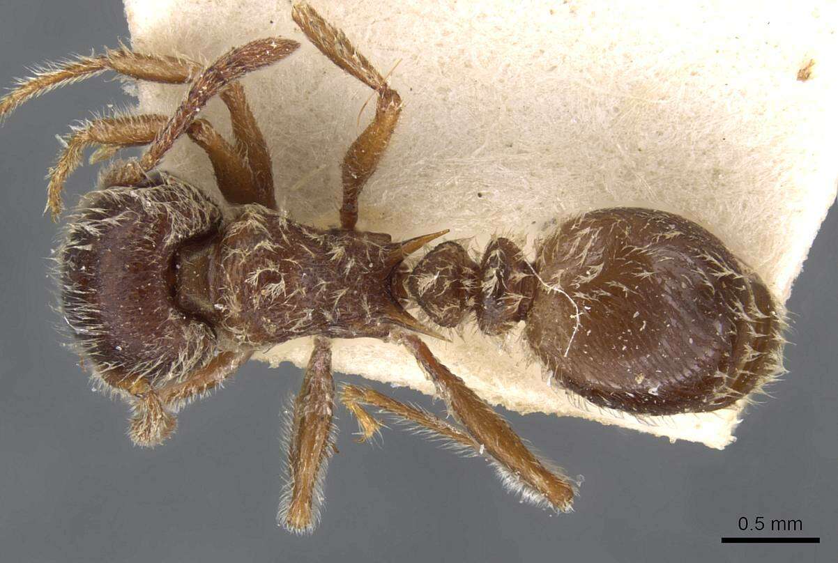 Image of Tetramorium gabonense (Andre 1892)