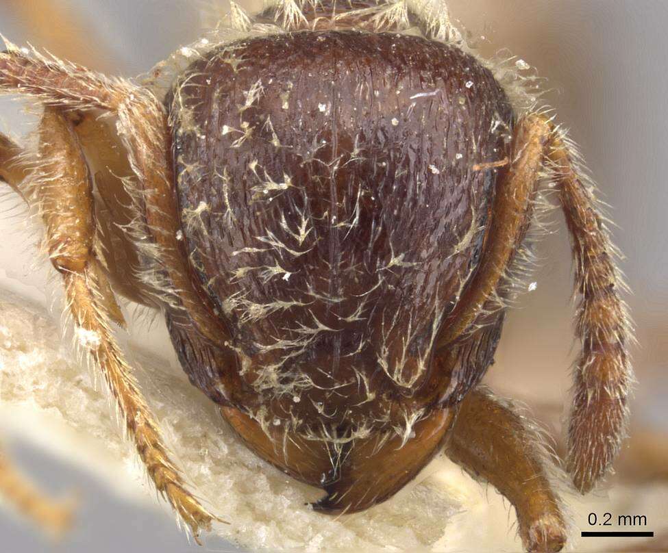 Image of Tetramorium gabonense (Andre 1892)