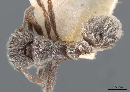 Image of Tetramorium gabonense (Andre 1892)