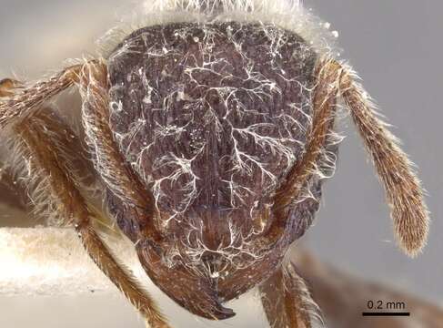 Image of Tetramorium gabonense (Andre 1892)