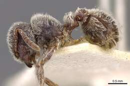 Image of Tetramorium gabonense (Andre 1892)