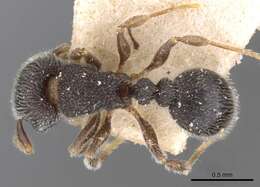 Image of Tetramorium walshi (Forel 1890)