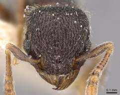 Image of Tetramorium walshi (Forel 1890)