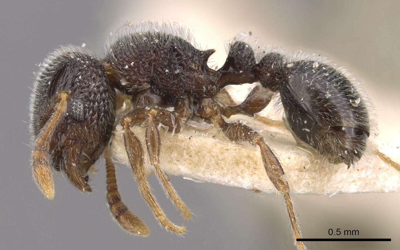 Image of Tetramorium walshi (Forel 1890)