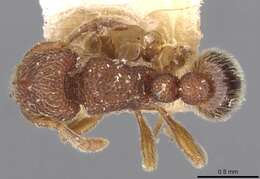 Image of Tetramorium parvispinum (Emery 1893)