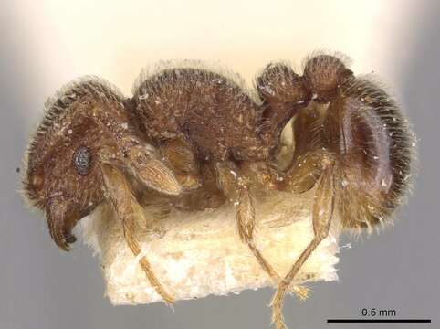 Image of Tetramorium parvispinum (Emery 1893)