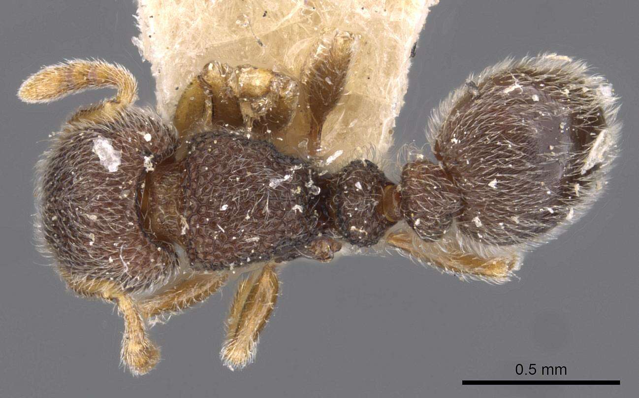 Image of Tetramorium walshi (Forel 1890)