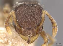 Image of Tetramorium walshi (Forel 1890)