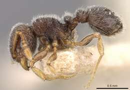 Image of Tetramorium walshi (Forel 1890)