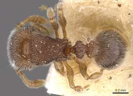 Image of Tetramorium walshi (Forel 1890)