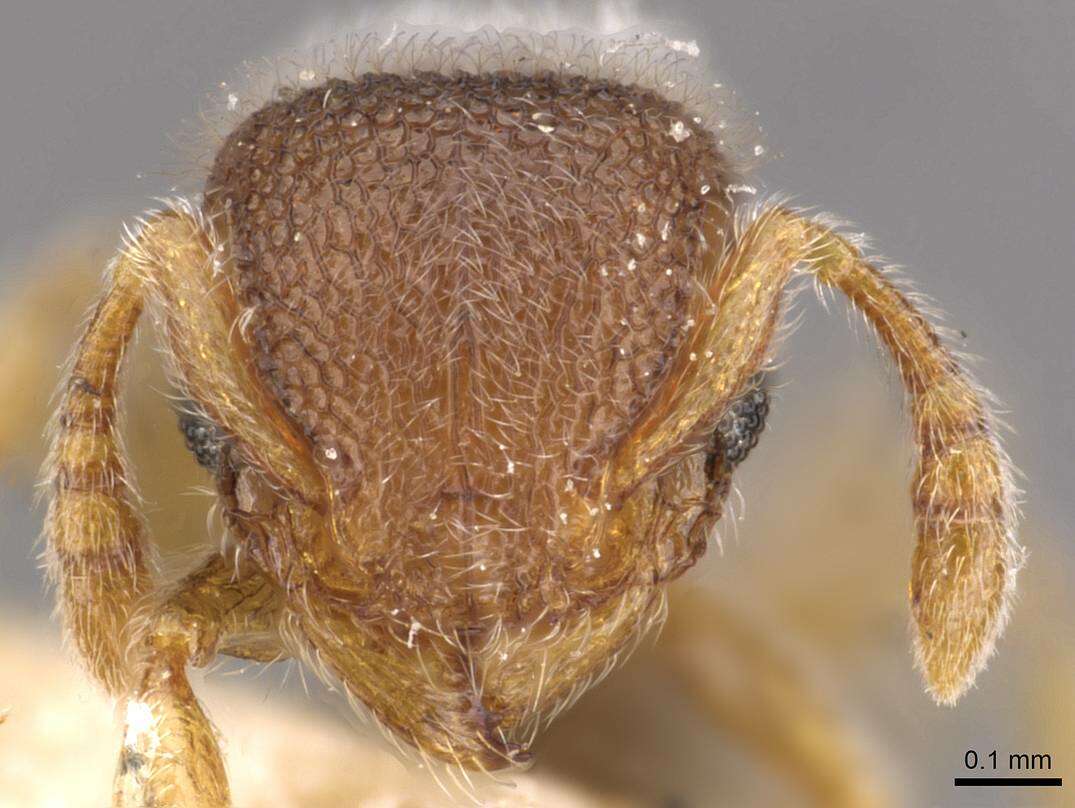 Image of Tetramorium walshi (Forel 1890)