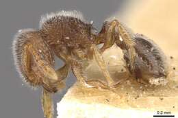 Image of Tetramorium walshi (Forel 1890)