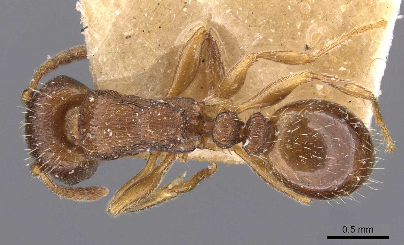 Image of Tetramorium forte Forel 1904