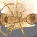 Image of Tetramorium schmidti Forel 1904