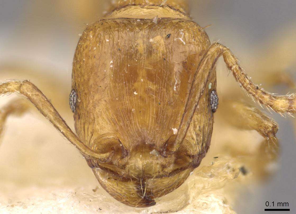 Image of Tetramorium schmidti Forel 1904