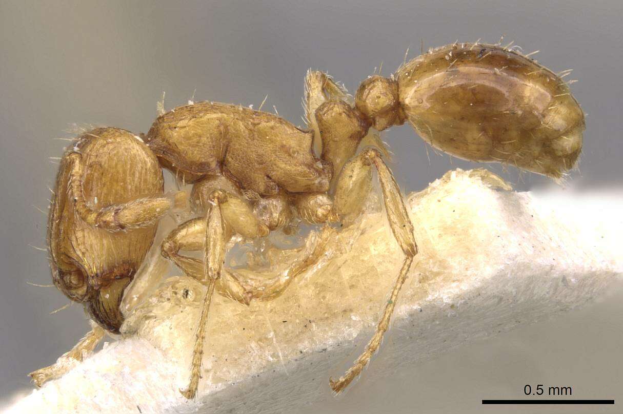 Image of Tetramorium schmidti Forel 1904