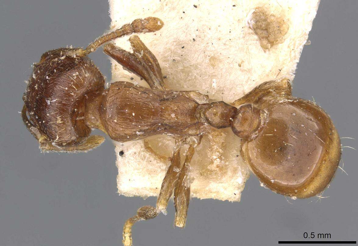 Image de Tetramorium biskrense Forel 1904