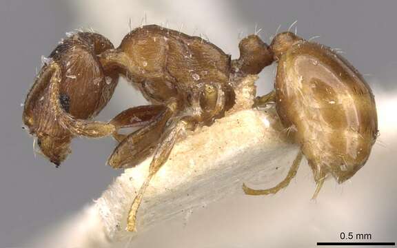 Image de Tetramorium biskrense Forel 1904