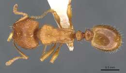 Image of Tetramorium davidi Forel 1911