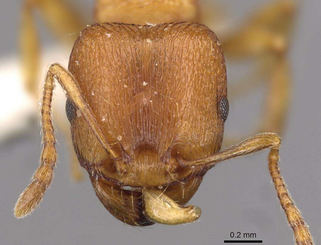 Image of Tetramorium davidi Forel 1911