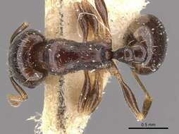 Image of Tetramorium sahlbergi Finzi 1936