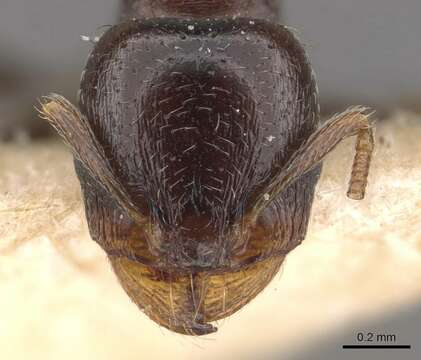 Image of Tetramorium sahlbergi Finzi 1936