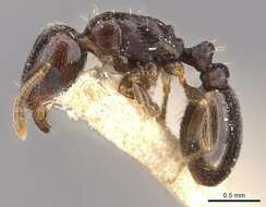 Image of Tetramorium sahlbergi Finzi 1936