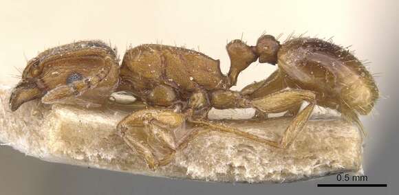 Image of Tetramorium poweri Forel 1914