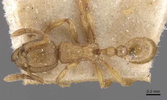 Image of Tetramorium shilohense Forel 1913