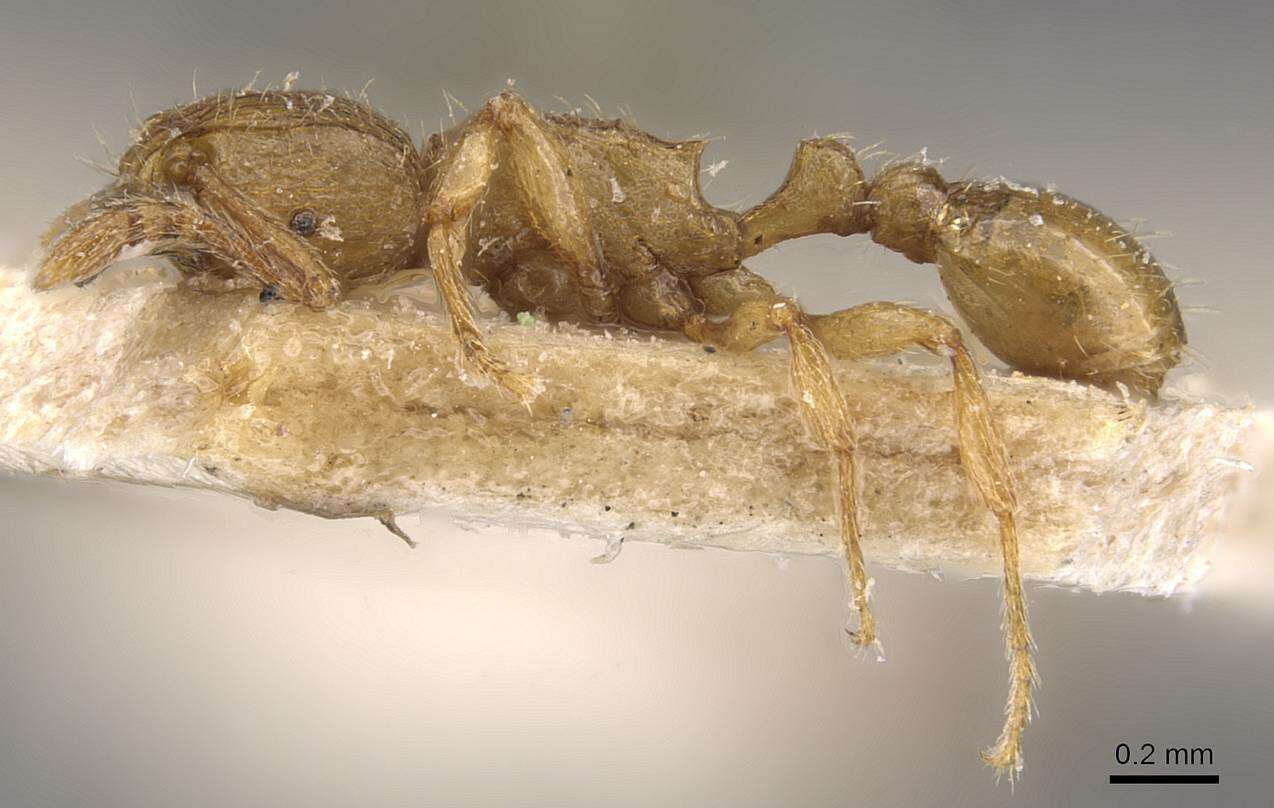 Image of Tetramorium shilohense Forel 1913